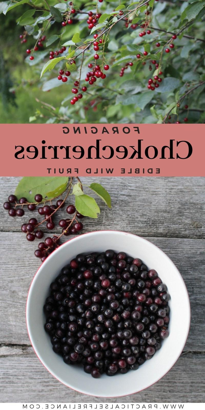 Αναγνώριση Αγριοκέρασου του Πνιγμού