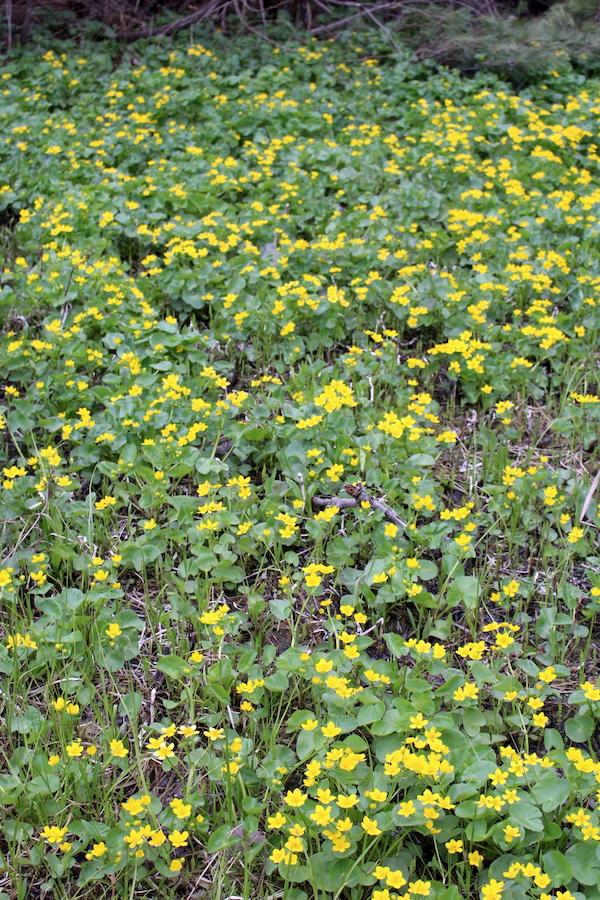 Marsh Marigold Patch