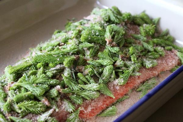 Salmon Curing in Spruce Tips for Gravlax