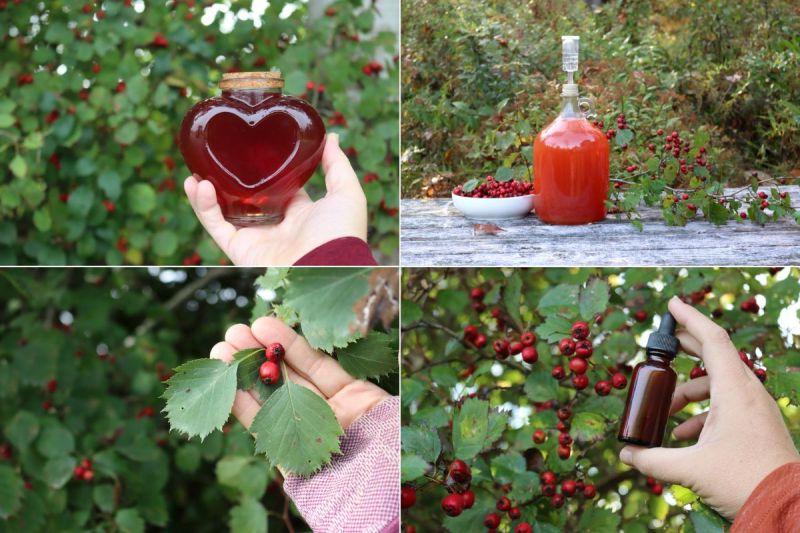 Hawthorn Recipes