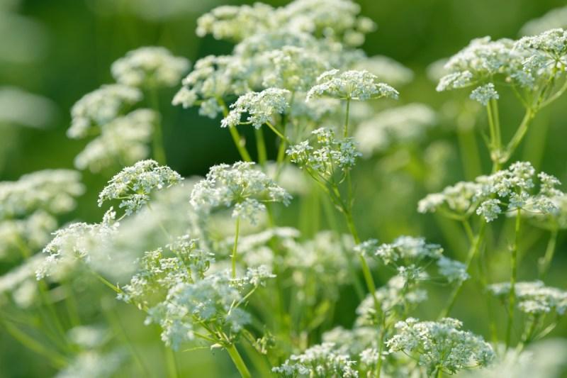 Anise Flowers