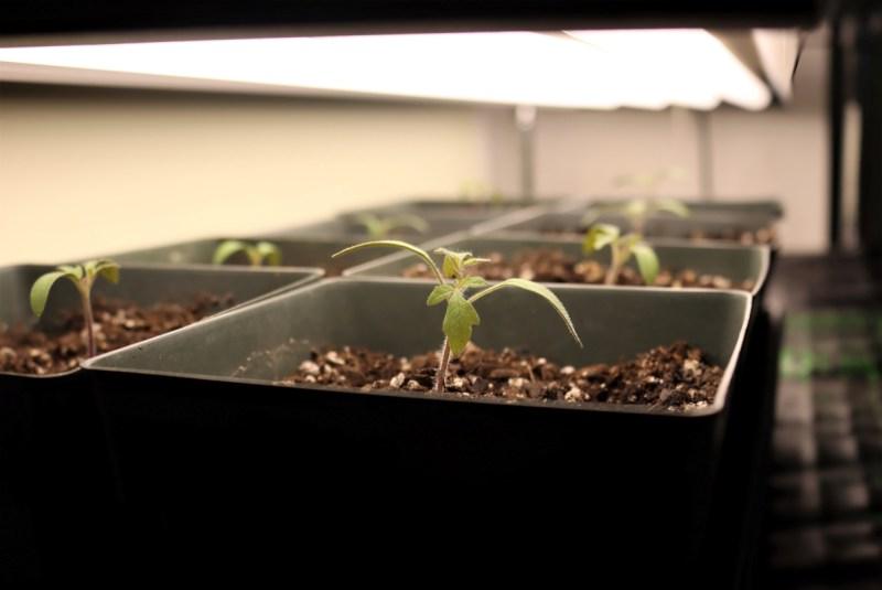 Tomato seedlings under DIY Grow Lights