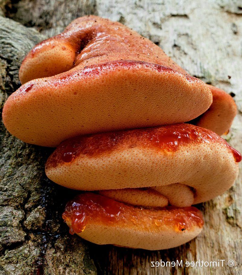 Αναζήτηση Μανιταριών του Συκωτιού (Fistulina sp.) 4 Beefsteak Mushrooms