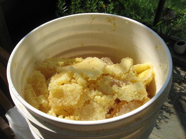 A bucket full of chunks of honey comb, ready for extracting honey with the crush and strain method.