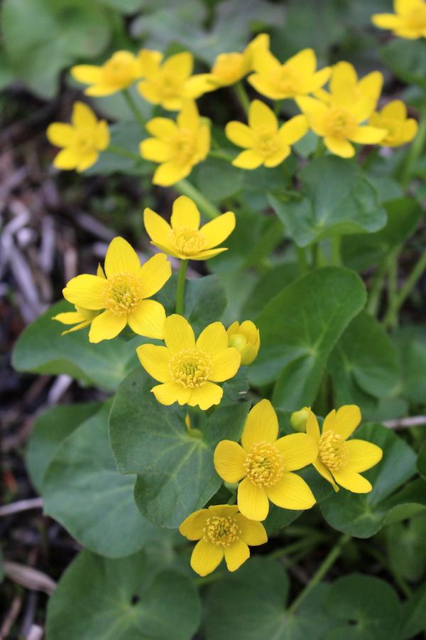 Marsh Marigold plants
