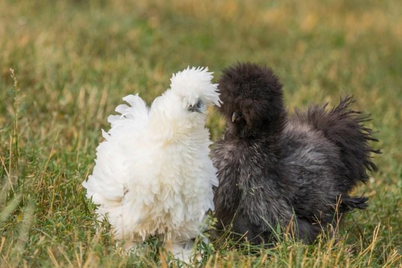Κοτόπουλα Silkie