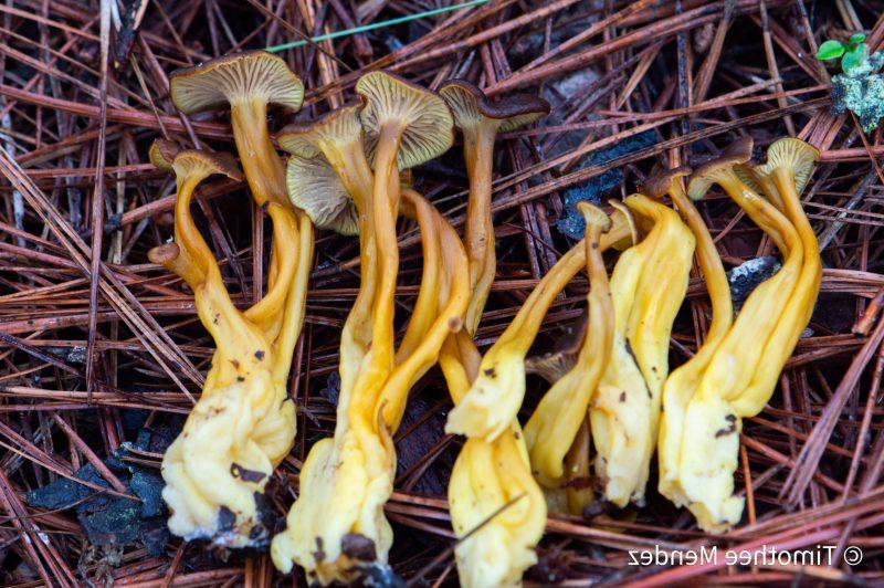 Craterellus Tubaeformis