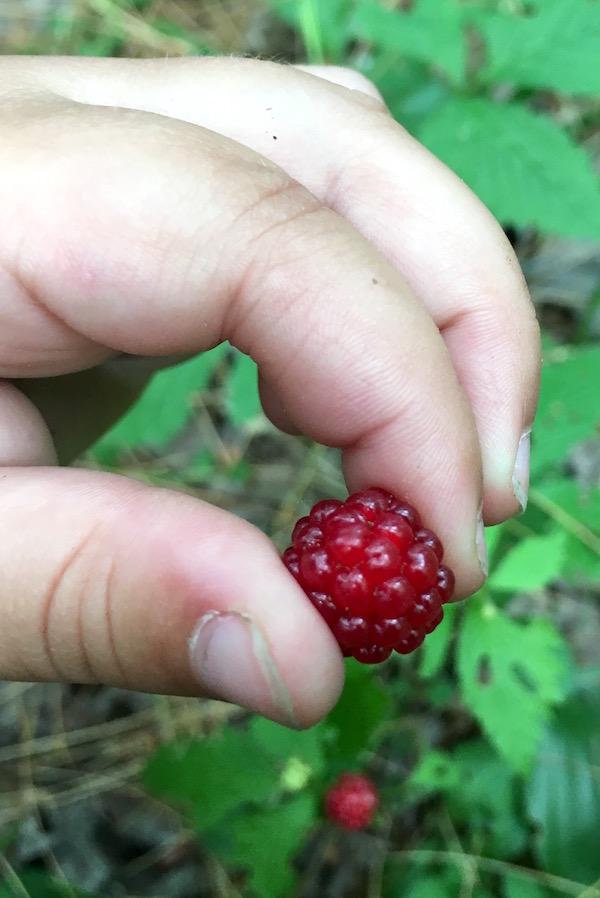 Κοντινό πλάνο από ώριμα Κόκκινα Βατόμουρα (Rubus pubescens)