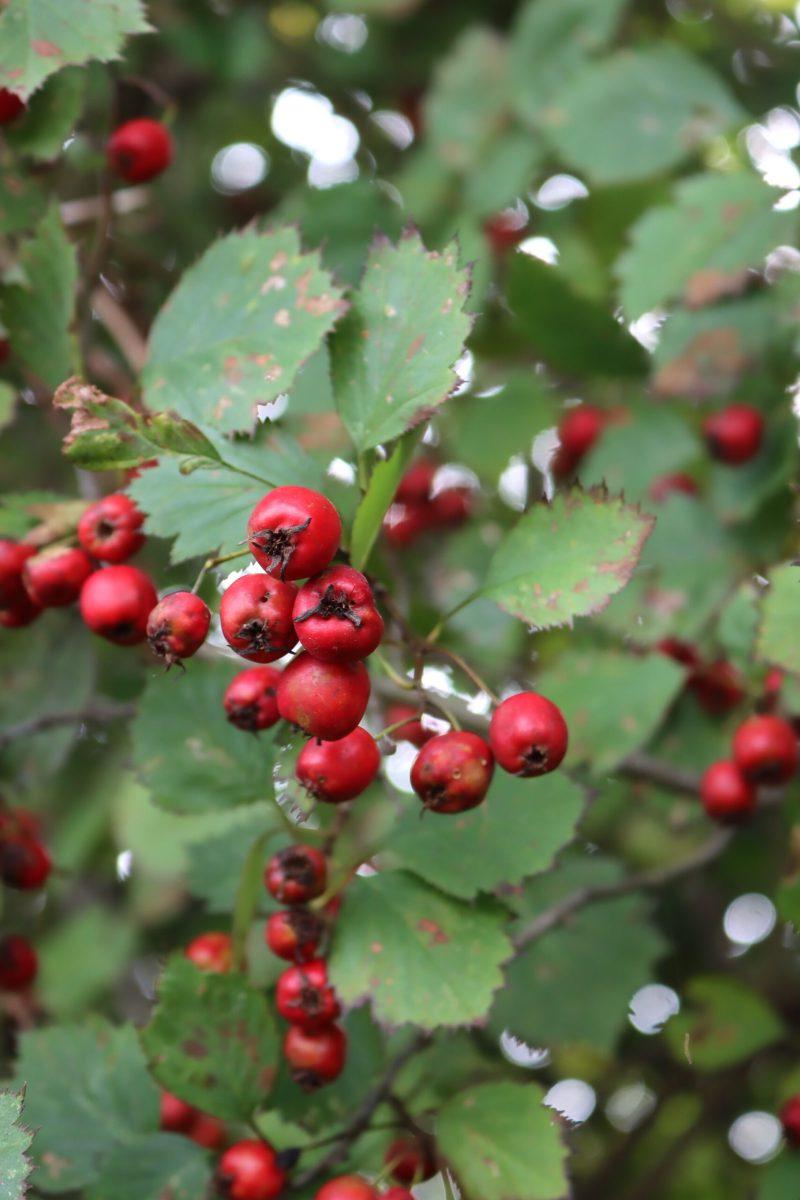 Hawthorn Fruit