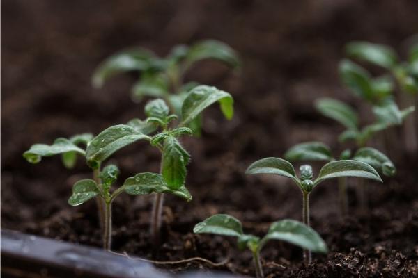 Tomato Seedlings