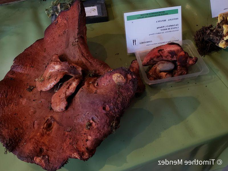 Αναζήτηση Μανιταριών του Συκωτιού (Fistulina sp.) 5 Giant Beefsteak Mushroom found at a mushroom festival in France.