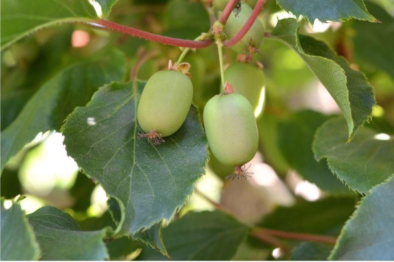 Πώς να Καλλιεργήσετε Ανθεκτικό Ακτινίδιο (Αντέχει στους -40°C!) 5 Σκληρό Ακτινίδιο Φυτό με Καρπούς