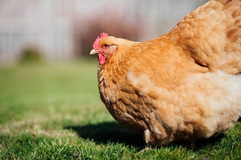 Κότα Buff Orpington