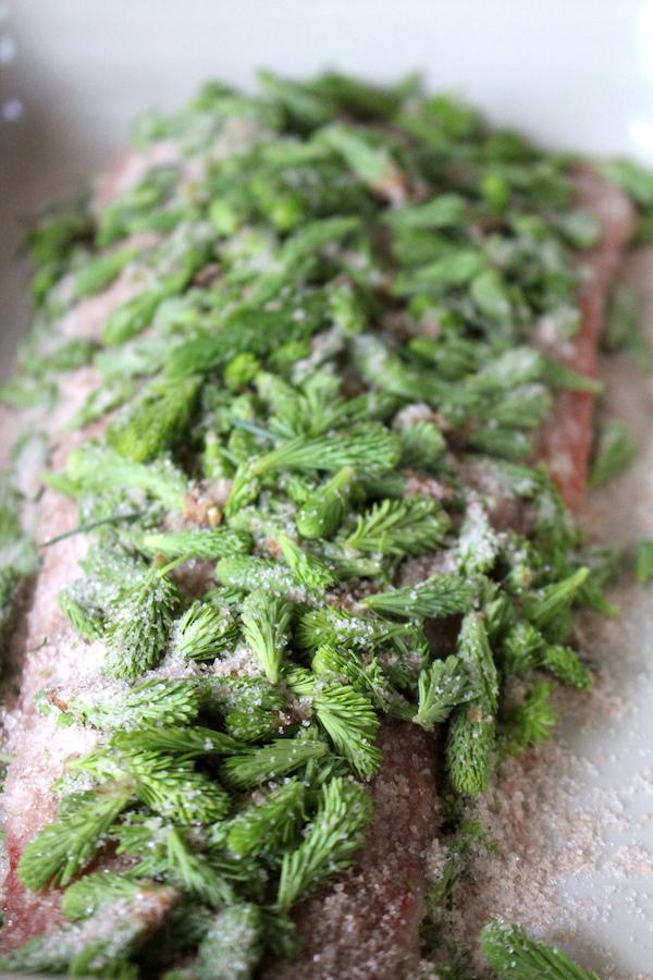 Salmon Curing in Spruce Tips