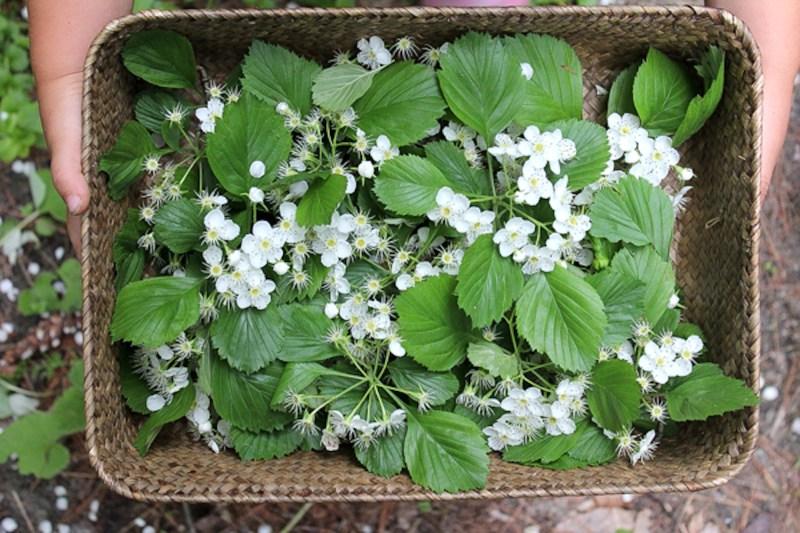 Basket of Hawthorn Flowers