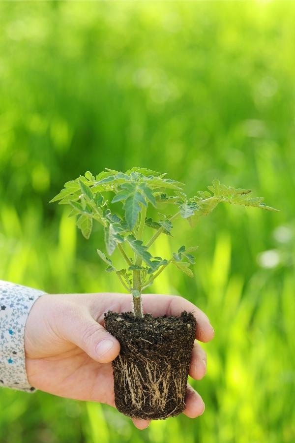 Πώς να Καλλιεργήσετε Ντομάτες από Σπόρο 6 Transplanting Tomato Seedlings