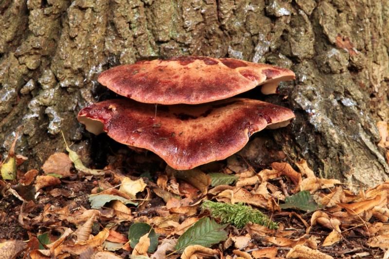 Beefsteak Mushroom