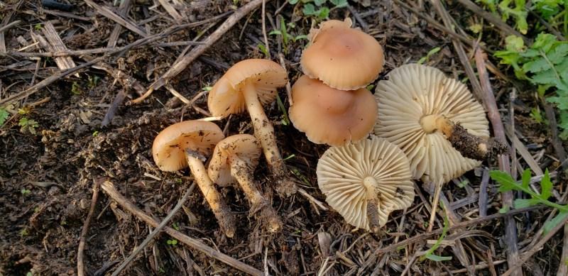 **Συλλογή Μανιταριών Νεραϊδοκύκλου (Marasmius oreades)** 6 Μανιτάρια Δαχτυλίδι της Νεράιδας