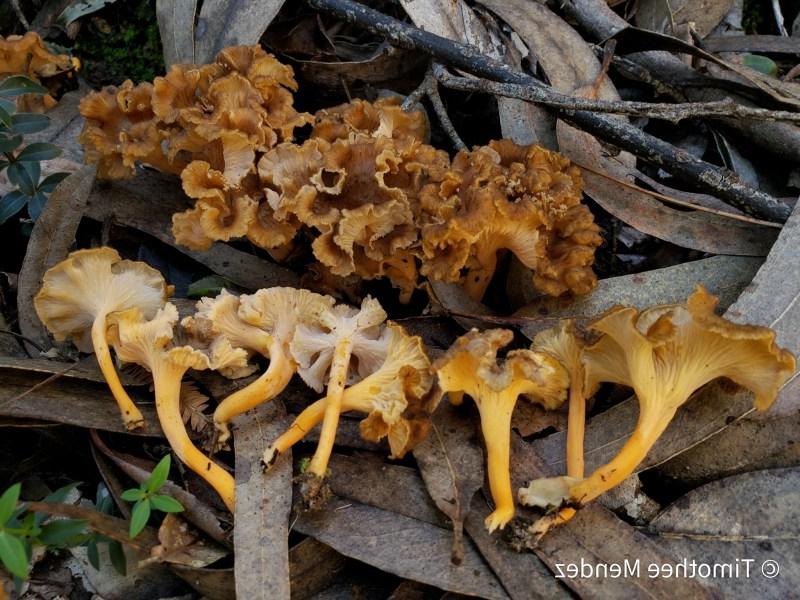Craterellus lutescens