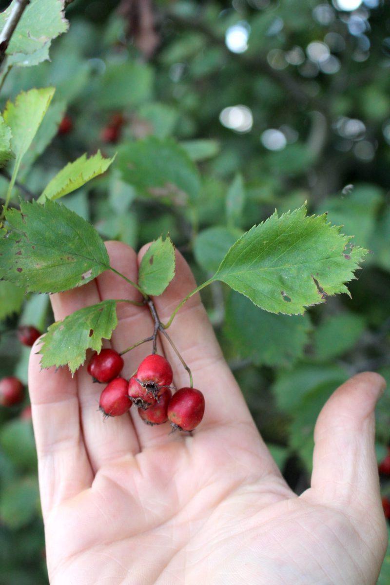 Hawthorn Fruit Cluster
