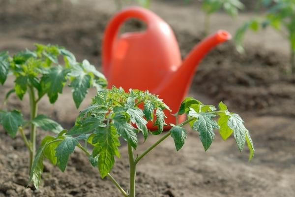 Planting Tomato Starts