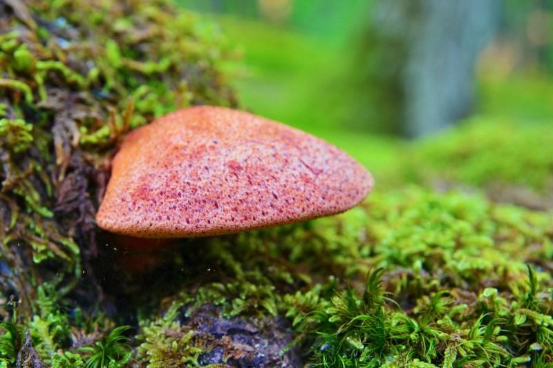 Beefsteak Mushroom