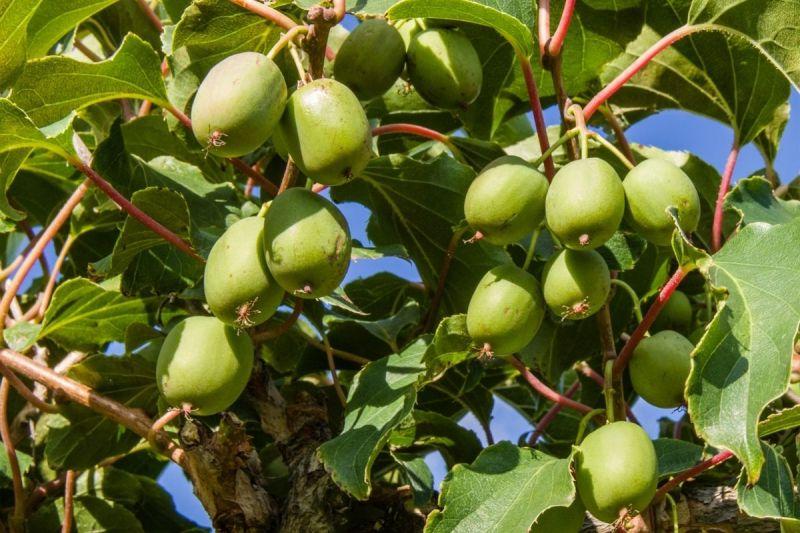 Πώς να Καλλιεργήσετε Ανθεκτικό Ακτινίδιο (Αντέχει στους -40°C!) 7 Σκληρό Ακτινίδιο Καρποί σε Κλήμα