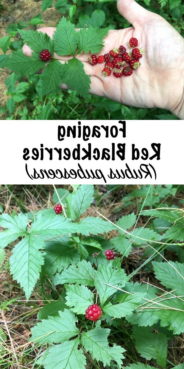 Συλλογή Κόκκινων Βατόμουρων (Rubus pubescens) ~ Μια ξεχωριστή λιχουδιά, αυτά τα χαμηλά κόκκινα μούρα έχουν γεύση καραμέλας στα μέσα του καλοκαιριού. Μάθετε πώς να αναγνωρίζετε αυτό το μοναδικό είδος μούρου, που δεν είναι ακριβώς σμέουρο ή βατόμουρο στη γεύση, και είναι τέλειο για μικρούς συλλέκτες που αναζητούν χαμηλά αναπτυσσόμενες λιχουδιές. #συλλογή #άγριοφαγητό #wildfoodlove #forage #wildedibles