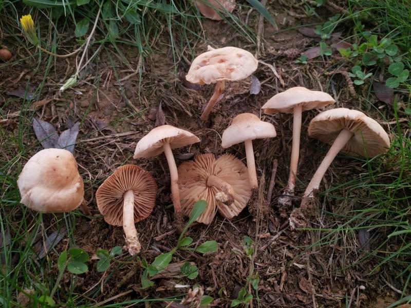 **Συλλογή Μανιταριών Νεραϊδοκύκλου (Marasmius oreades)** 7 Ηλιοκαμένα Μανιτάρια Δαχτυλίδι της Νεράιδας