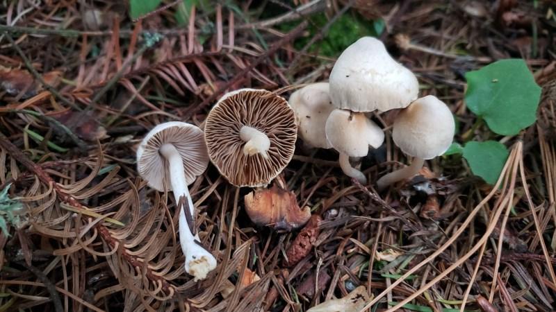**Συλλογή Μανιταριών Νεραϊδοκύκλου (Marasmius oreades)** 8 Ινώδεις Κεφαλές (Inocybe sp.). Ένας μιμητής του μανιταριού Δαχτυλίδι της Νεράιδας.