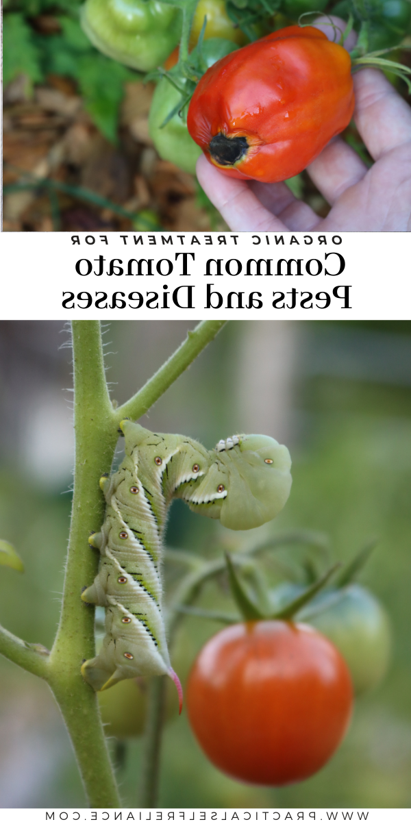Βιολογική Αντιμετώπιση Κοινών Εχθρών και Ασθενειών Ντομάτας