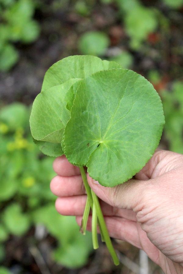 Marsh Marigold Leaves
