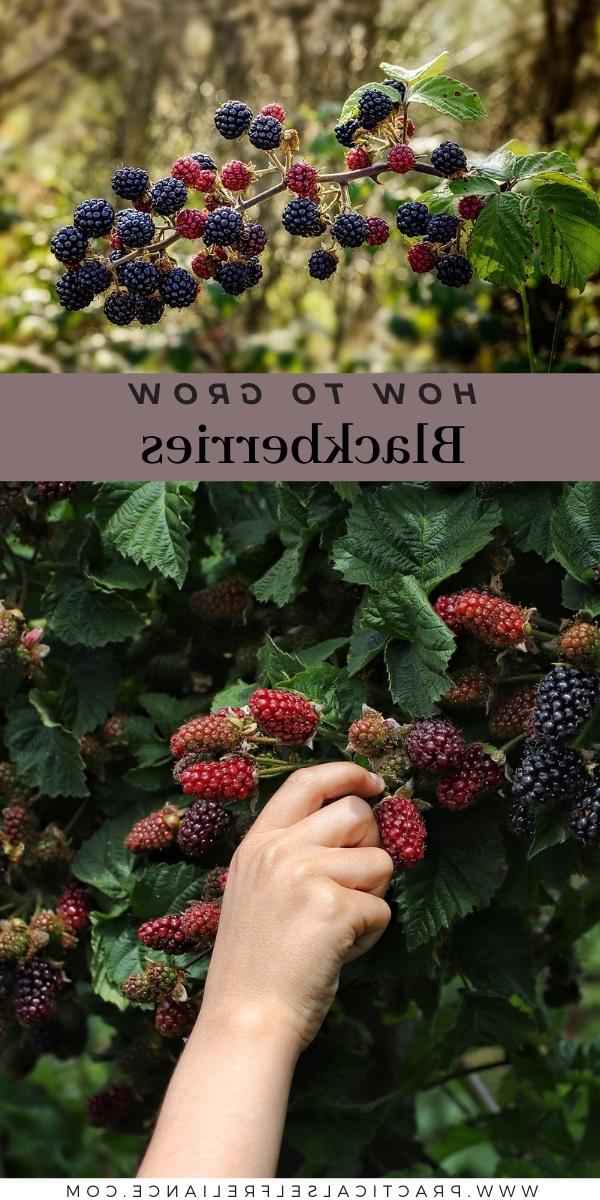 Πώς να Καλλιεργήσετε Βατόμουρα