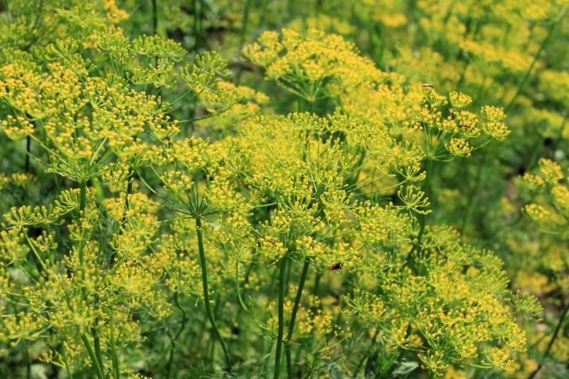 Dill Flowers
