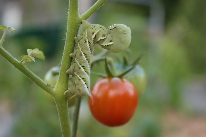 Πώς να Καλλιεργήσετε Ντομάτες από Σπόρο 8 Tomato Hornworm