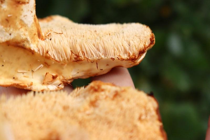 Συλλογή Υδνιδίων (Hydnum Sp.) 8 Κοντινή Λήψη Ακίδων Ακανθόμυκητα