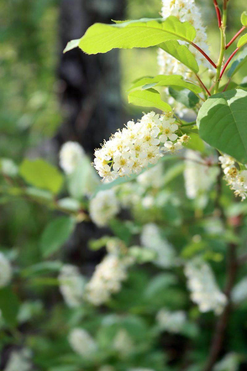 Τροφοσυλλογή Προύνος η παρθενική (Prunus virginiana) 8 Άνθη Αγριοκέρασου του Πνιγμού