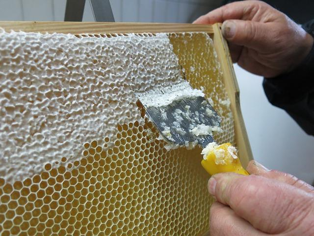 Uncapping honey comb to allow for honey extraction