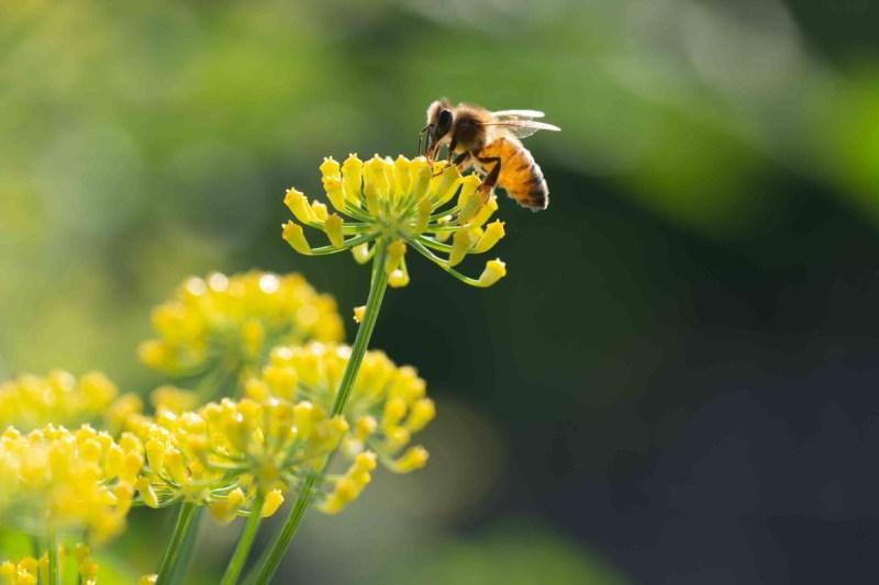 Fennel Pollinator
