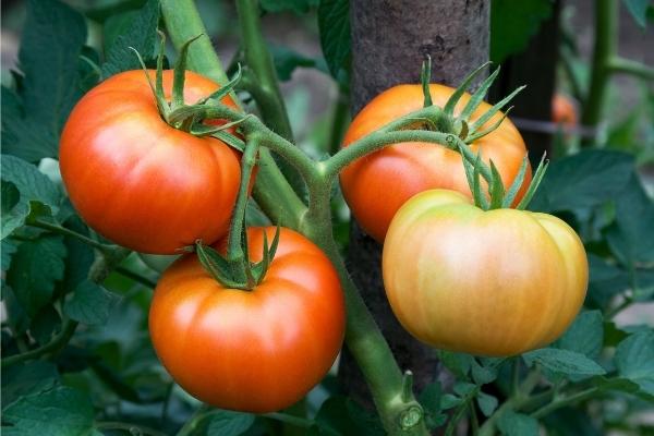 Tomato Plant Fruiting