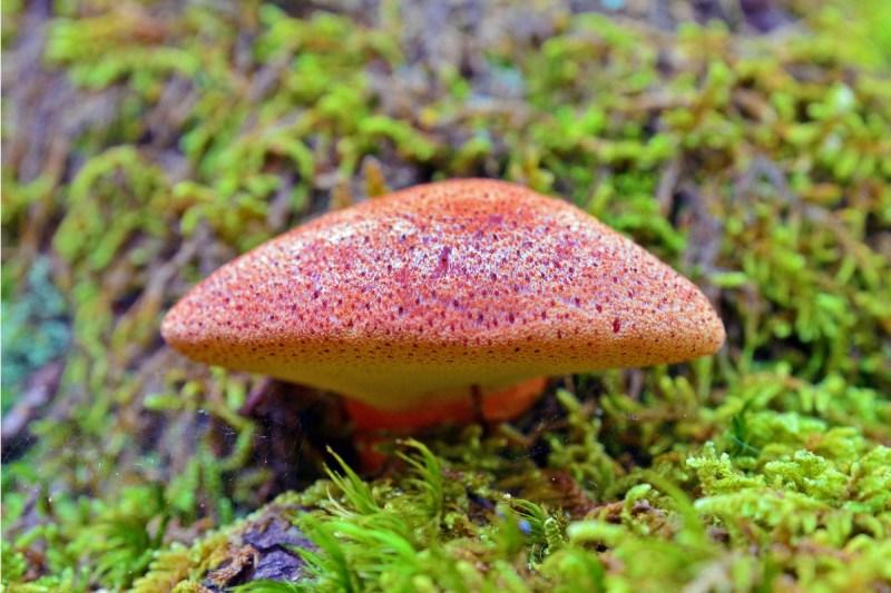 Beefsteak Mushroom