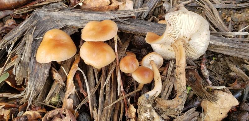 **Συλλογή Μανιταριών Νεραϊδοκύκλου (Marasmius oreades)** 9 Γυμνόπους της Δρυός (Gymnopos dryophilus). Ένας άλλος μιμητής του μανιταριού Δαχτυλίδι της Νεράιδας.