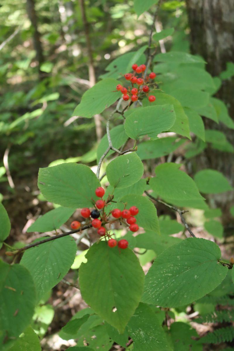 Άγουρος καρπός Hobblebush
