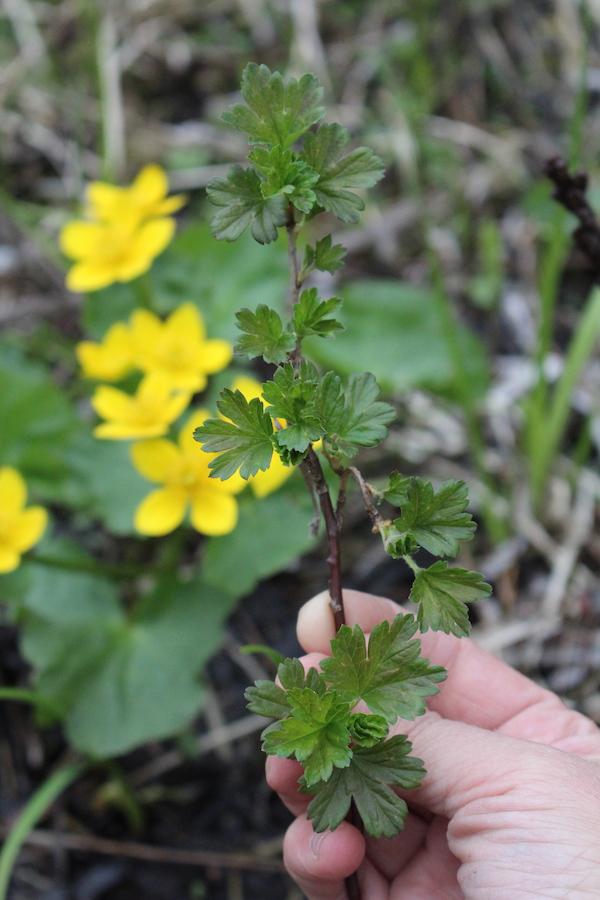 **Συλλογή Κάλθας της ελόβιας (Caltha palustris)** 10 A wild gooseberry stalk growing in a wet area alongside marsh marigold.