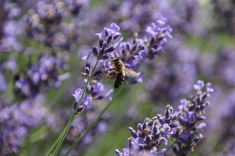 Lavender Pollinator