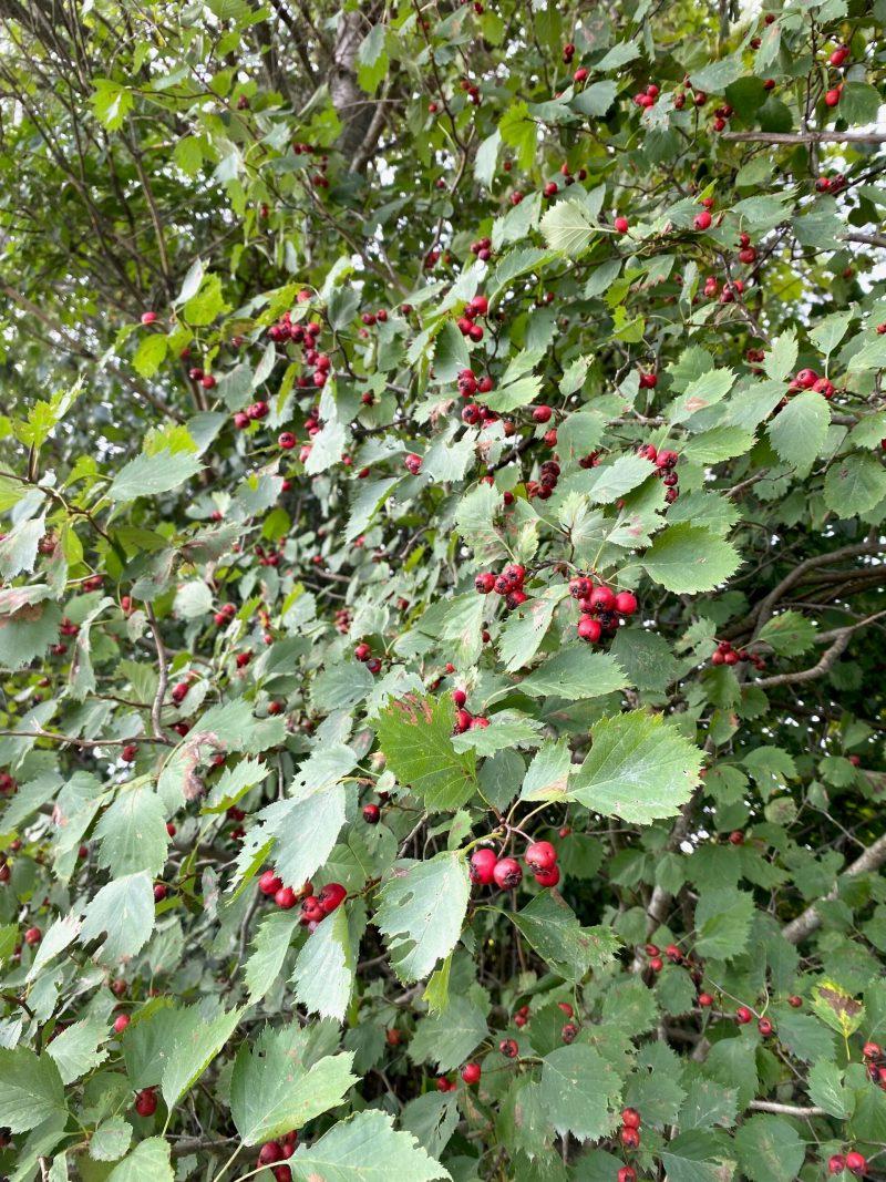 Hawthorn in Fruit