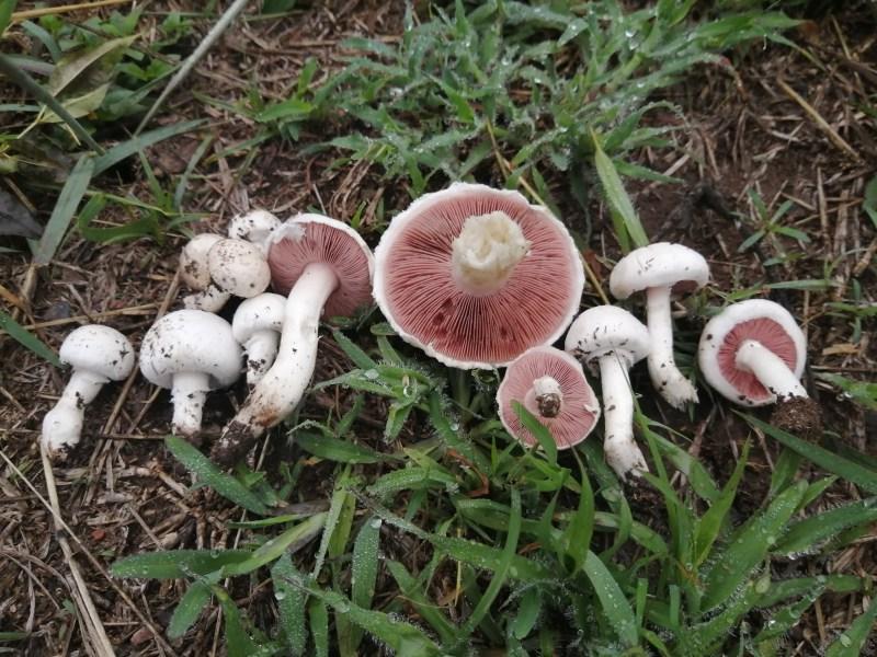 **Συλλογή Μανιταριών Νεραϊδοκύκλου (Marasmius oreades)** 10 Αγαρικό Λιβαδιού (Agaricus sp.)