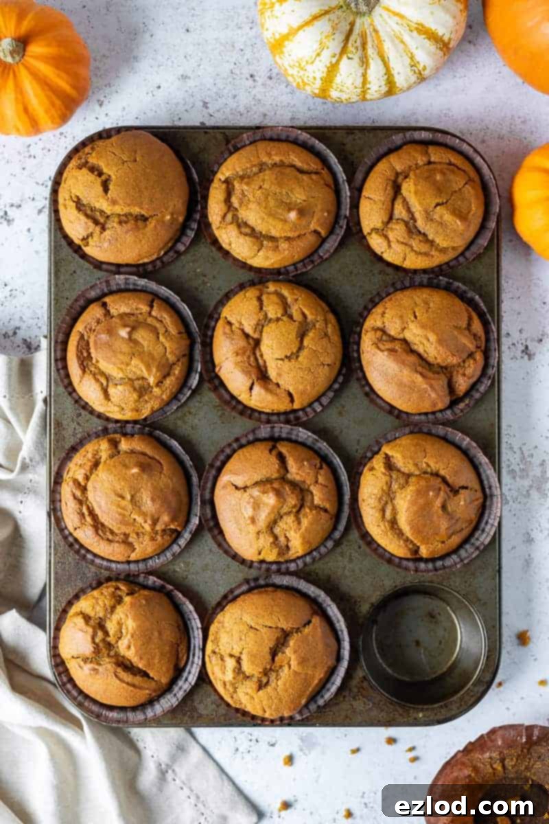 A tray of golden-brown vegan pumpkin muffins on a white surface, artfully arranged with small, fresh pumpkins.