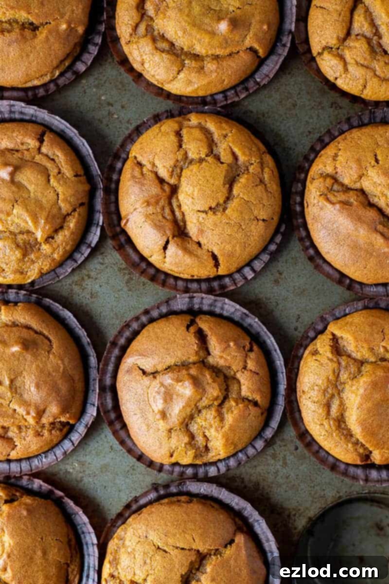 A close-up shot of several vegan pumpkin spice muffins beautifully arranged in a rustic metal muffin tin.