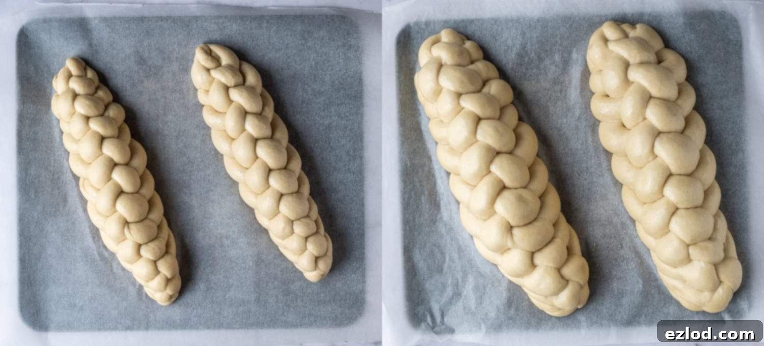 Step-by-step image of a braided vegan challah loaf undergoing its second rise on a baking sheet, covered loosely, visibly expanding and getting ready for baking.